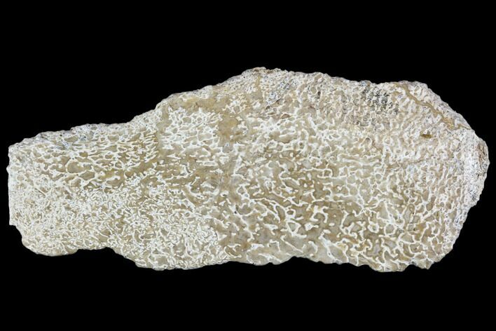 Polished Dinosaur Bone (Gembone) Section - Morocco #107133